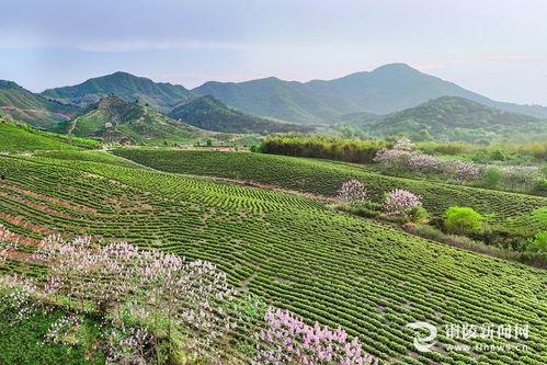 东莞茶山镇爆料新闻视频,视频揭秘真相 第2张 东莞茶山镇爆料新闻视频,视频揭秘真相 第2张
